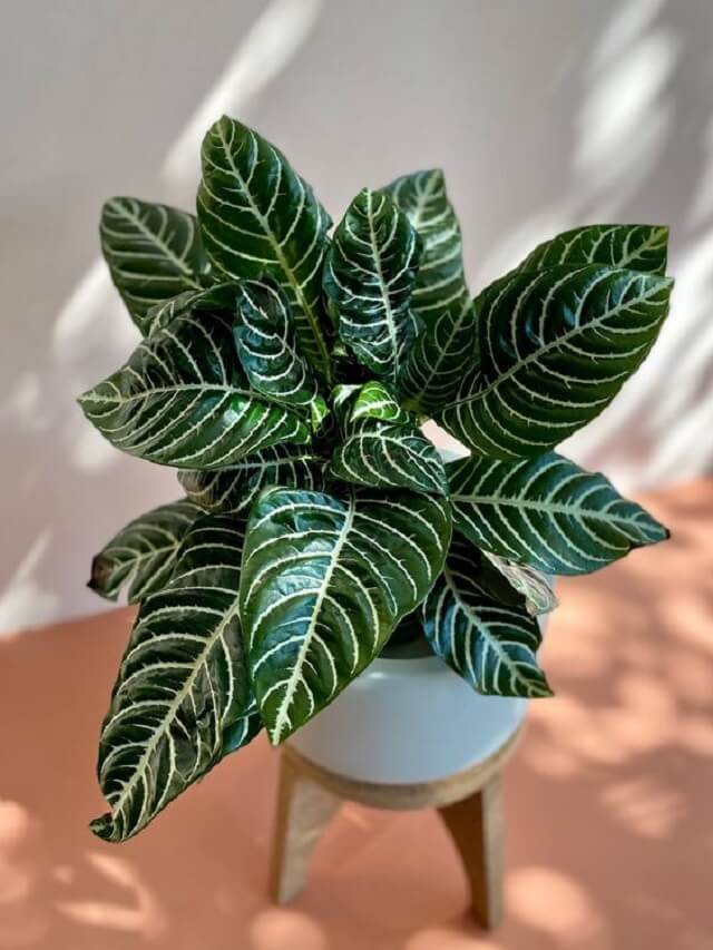 1-aphelandra