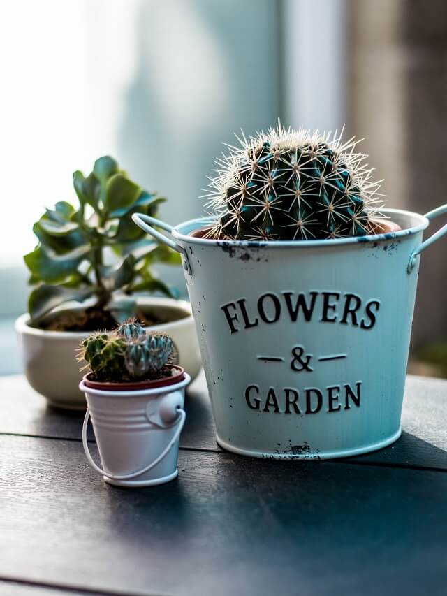Como cuidar de mini cactos? Dicas especiais para cultivo