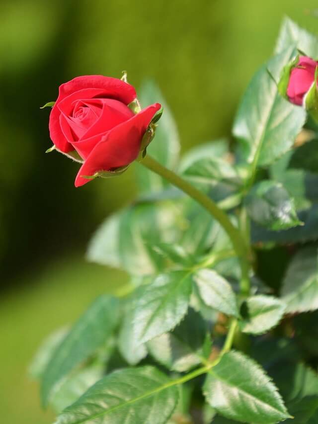 1-como-cuidar-mini-rosas