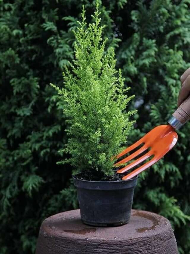 Como cuidar de pinheiro vivo natural? Bonsai e dicas de cultivo