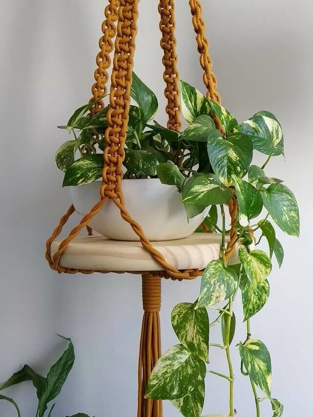 Planta jiboia: dicas de como cuidar, regar e decorar
