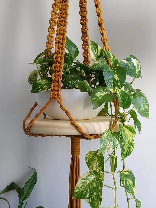 1-como-cuidar-planta-jiboia