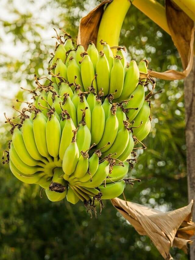 Aprenda a plantar e cultivar uma bananeira no seu quintal