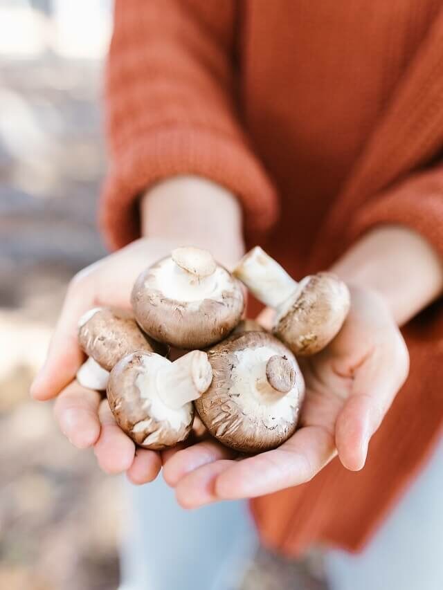 Como cultivar cogumelos? 5 dicas básicas