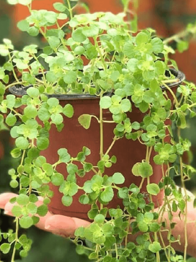 Dinheiro em penca: como cuidar da planta mística que atrai fortuna