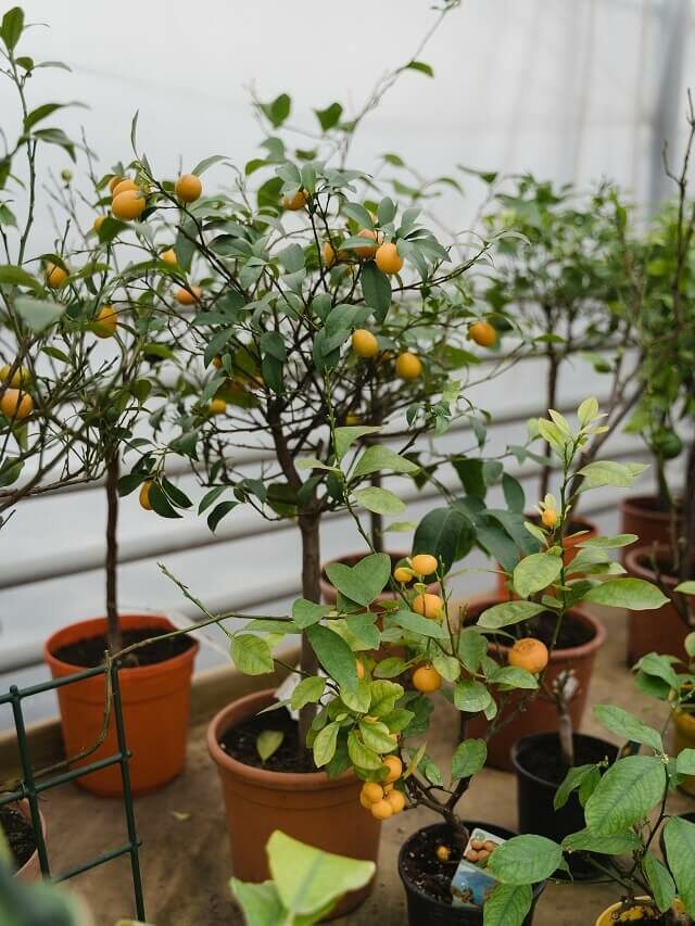 Frutíferas que podem ser cultivadas em vasos – conheça 5 espécies
