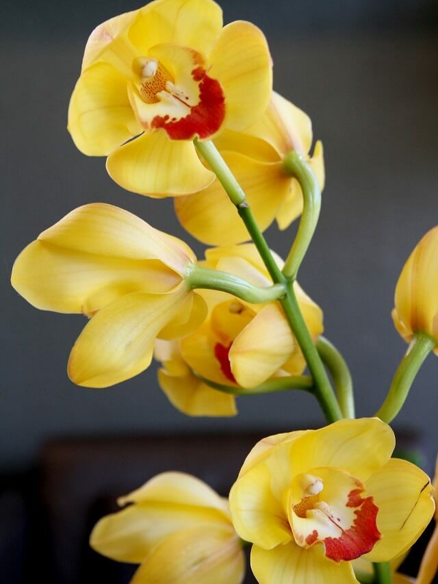 Phalaenopsis: como cuidar dessa magnífica orquídea