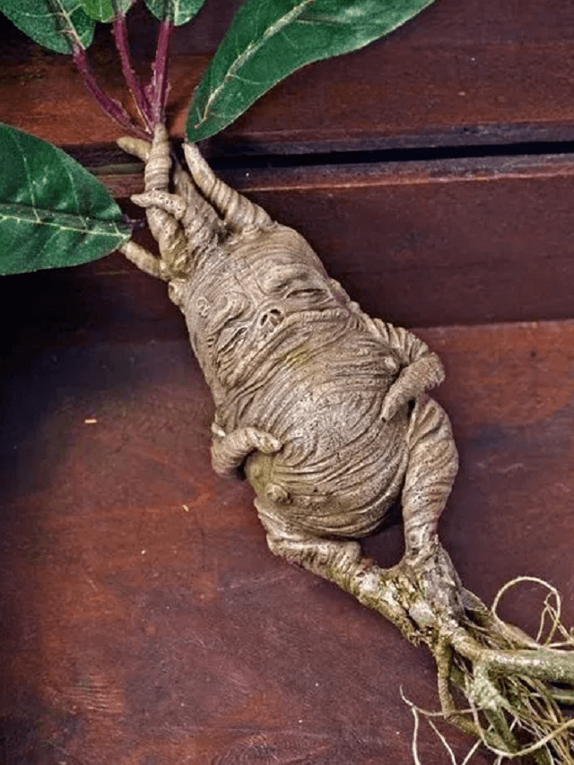 Veja fatos e mitos sobre a Planta Mandrágora e conheça sua magia