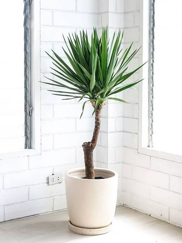 1-planta-yucca