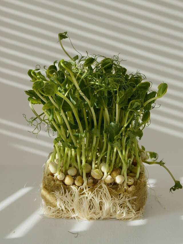 Saiba como plantar, cultivar e regar o agrião em sua casa