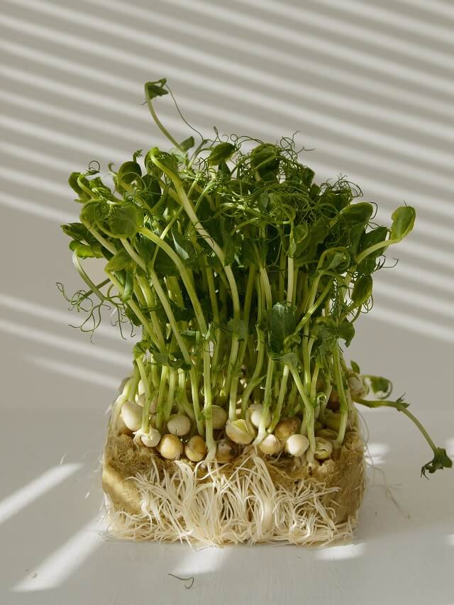 1-cultivar-agriao