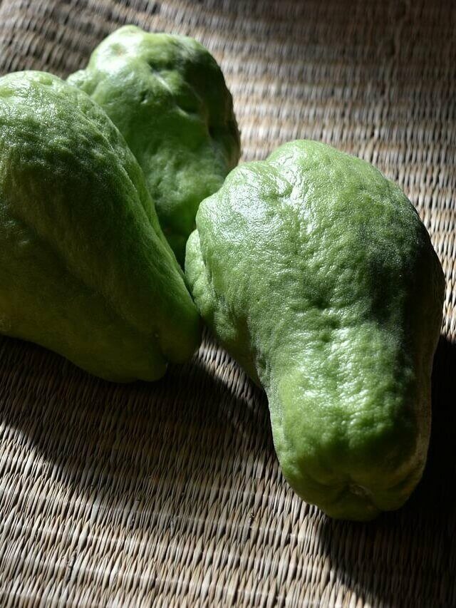 Aprenda a cultivar Chuchu – confira dicas do plantio a colheita
