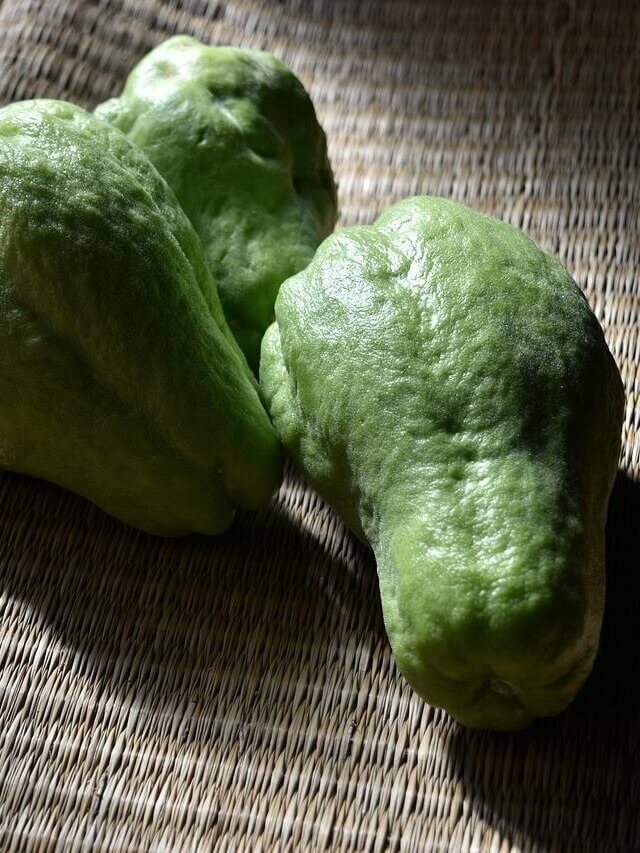 1-cultivar-chuchu