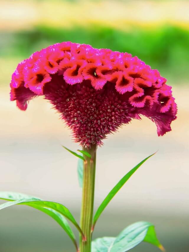 1-planta-crista-de-galo