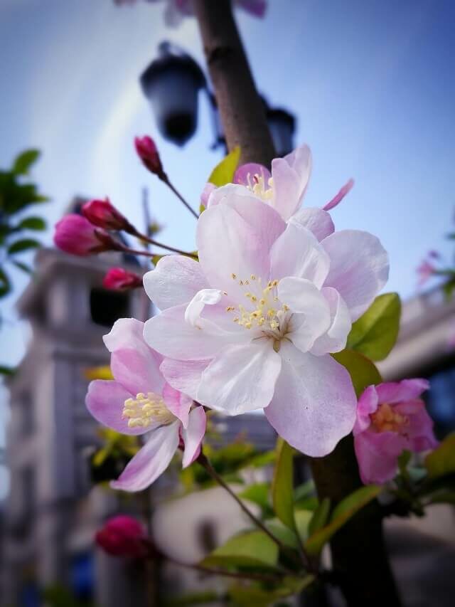 5 Plantas que todo mundo deveria ter em casa – conheça espécies