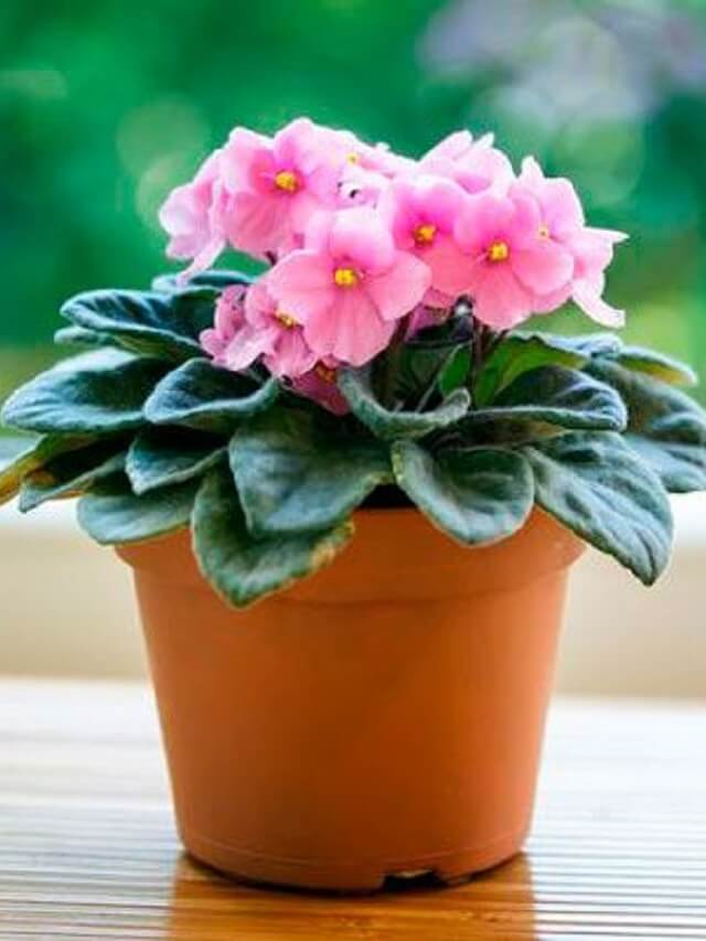 1-vasos-ideais-para-cultivar-violetas