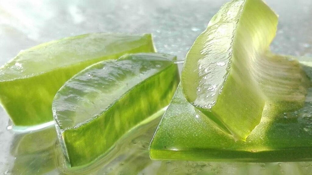 Como cuidar de babosa – confira 17 dicas fundamentais de cultivo, fotos e cuidados 7 Babosa cortada em pedaços