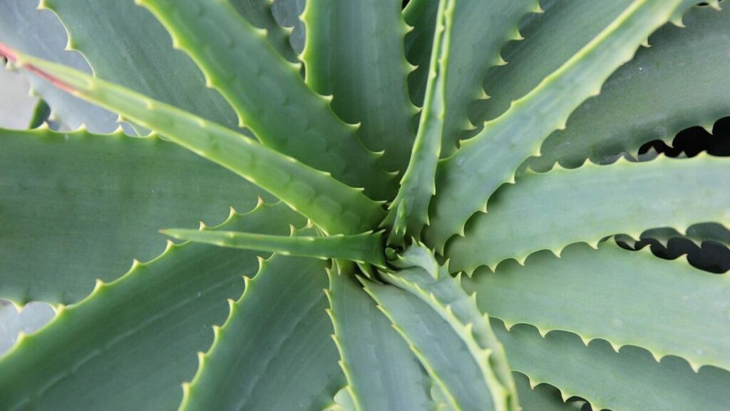 Como cuidar de babosa – confira 17 dicas fundamentais de cultivo, fotos e cuidados 4 Planta babosa vista de cima