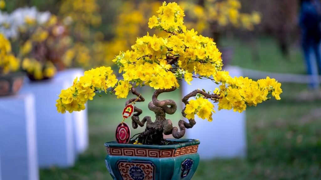 Como cuidar de bonsai – 10 dicas fundamentais para cultivar corretamente 1 Bonsai com flores amarelas