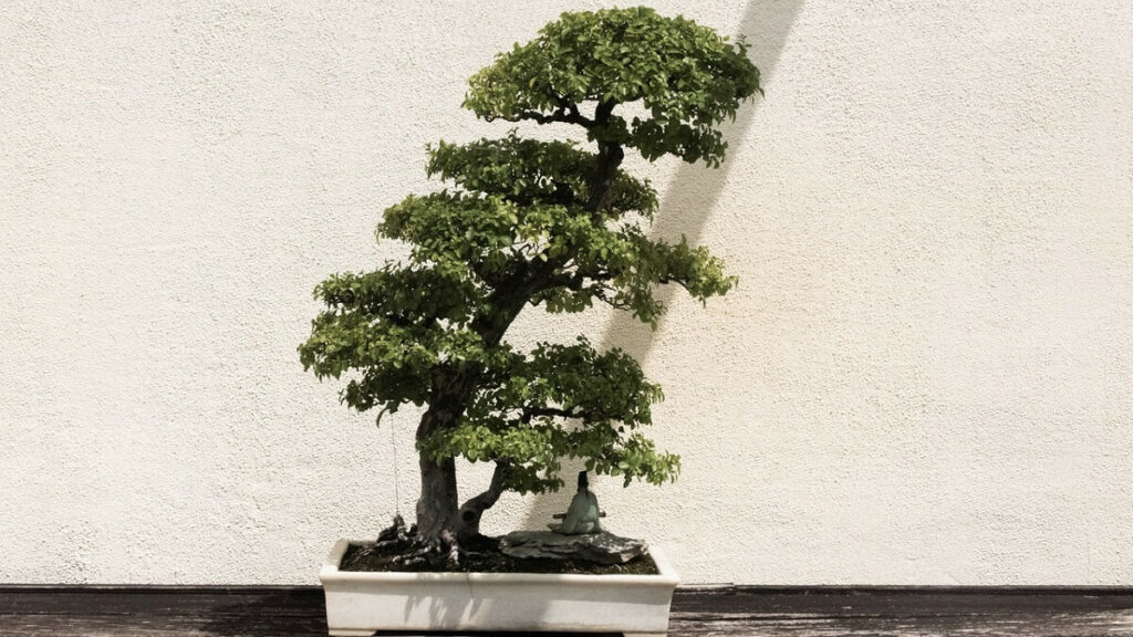 Como cuidar de bonsai – 10 dicas fundamentais para cultivar corretamente 4 Bonsai em um vaso, sobre uma mesa de madeira e parede com cor clara ao fundo