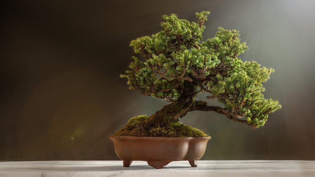 Como cuidar de bonsai – 10 dicas fundamentais para cultivar corretamente 5 Bonsai pendendo para o lado da luz