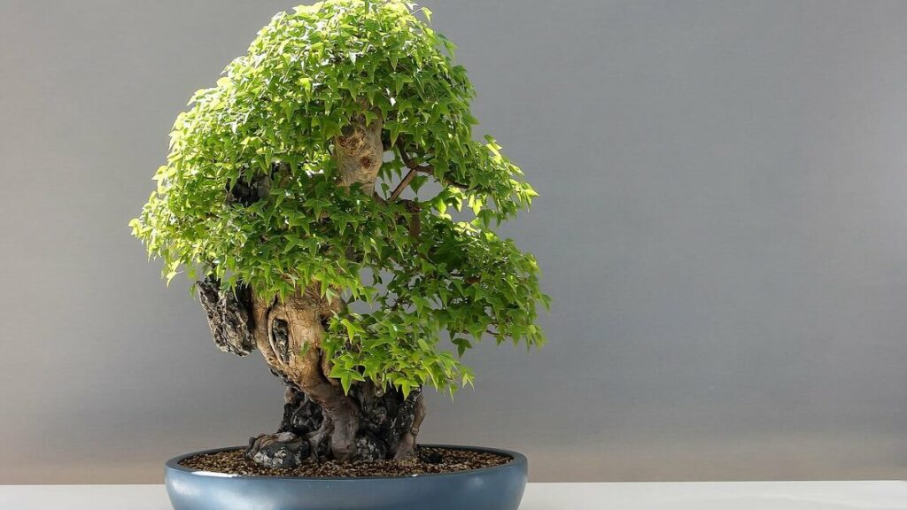 Como cuidar de bonsai – 10 dicas fundamentais para cultivar corretamente 6 Bonsai em um vaso azul