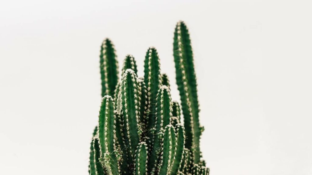 Como cuidar de cactos. Cacto em um fundo claro
