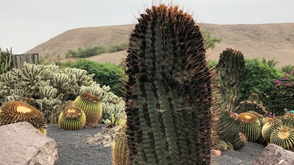 Várias espécies de cactos plantadas em ambiente aberto