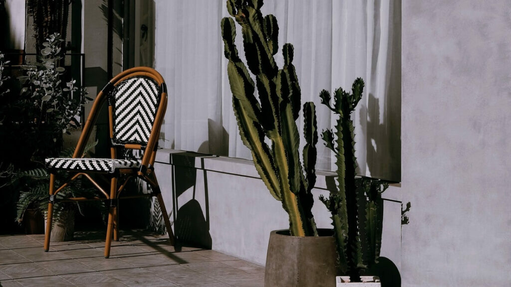 Dois cactos de diferentes tamanhos em dois vasos diferentes em frente a uma loja