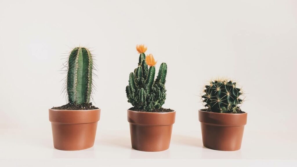 Três espécies de cactos em três pequenos vasos