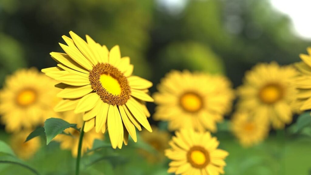Como cuidar de Girassóis? Veja 5 dicas para plantar e cultivar essa flor 3 Como cuidar de girassóis, plantação de girassol desfocados ao fundo de apenas uma das flores focadas