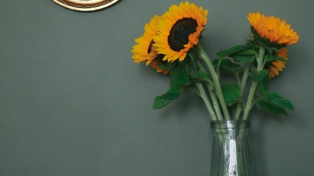 Como cuidar de Girassóis? Veja 5 dicas para plantar e cultivar essa flor 1 Girassóis em um vaso de vidro com parede verde escuro ao fundo