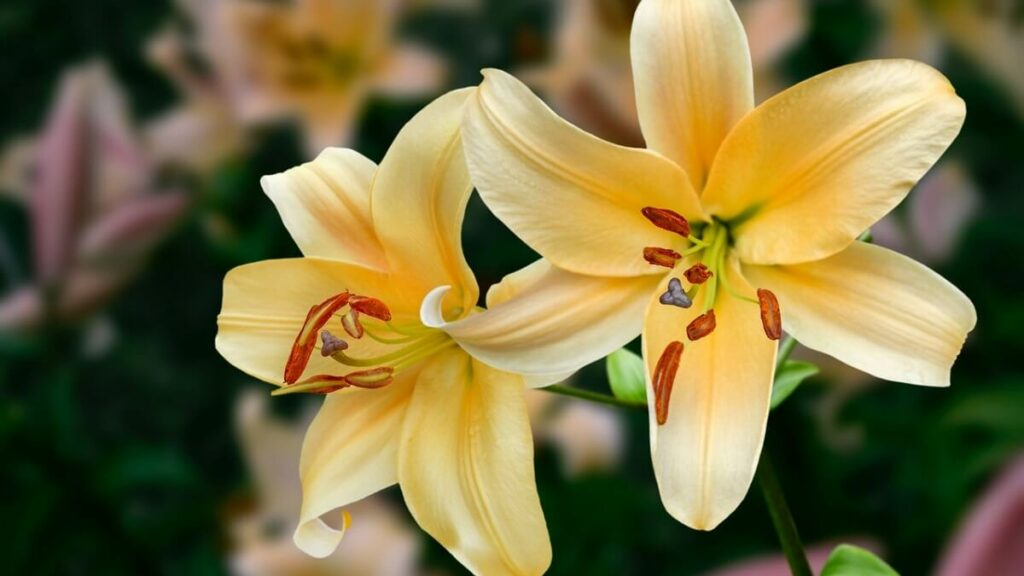 Lírio amarelo com pontas brancas e fundo desfocado