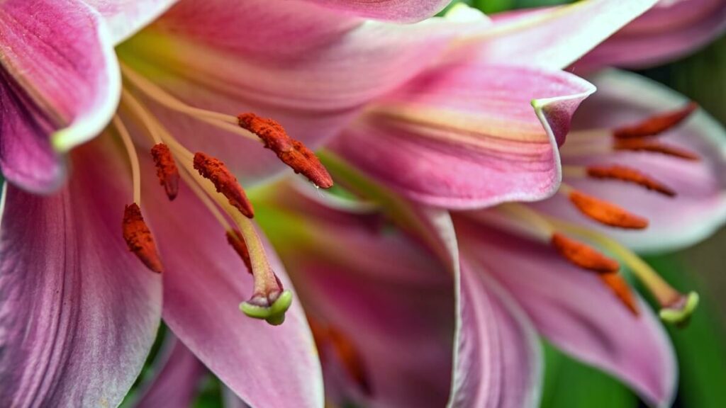Lírios rosas com detalhes em branco vistos de perto