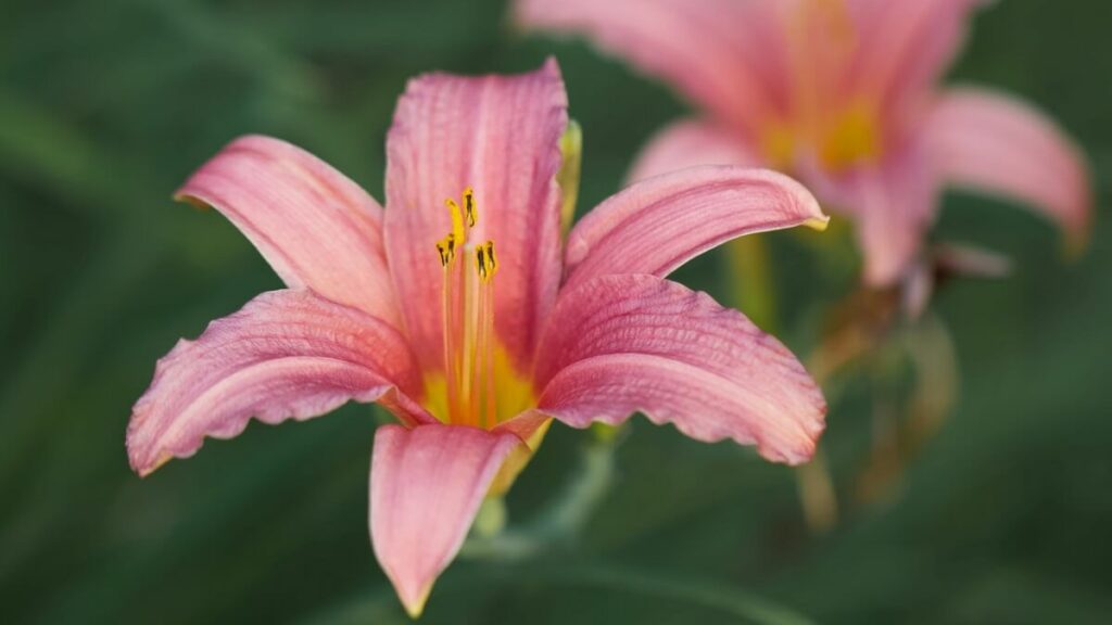 Lírios rosas com fundo verde desfocado
