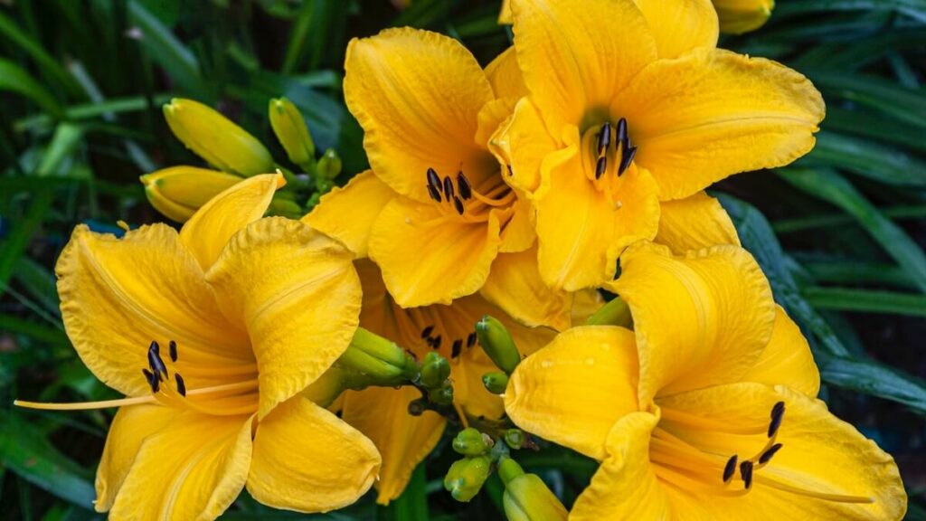 Lírios amarelos com folhas verdes ao fundo