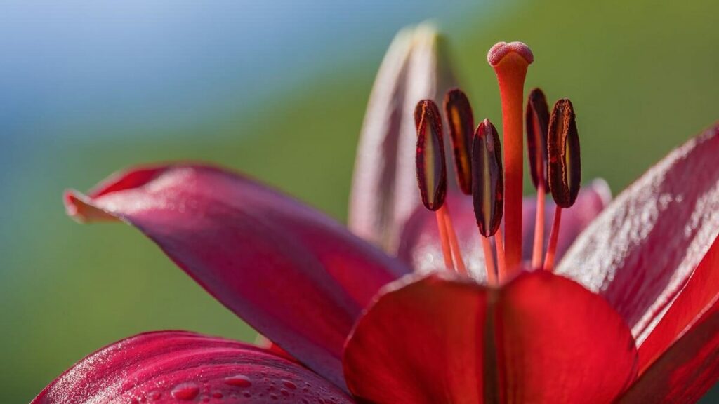 Lírio vermelho visto de perto com fundo desfocado
