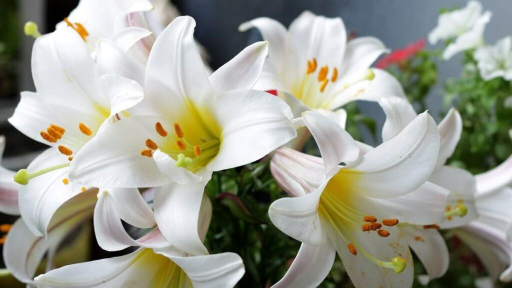 Como cuidar de lírio. Lírio branco com detalhes alaranjados