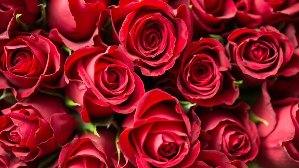 Como cuidar de roseira, cuidados para ter suas flores belíssimas! 1 Como cuidar de roseira, rosas vermelhas