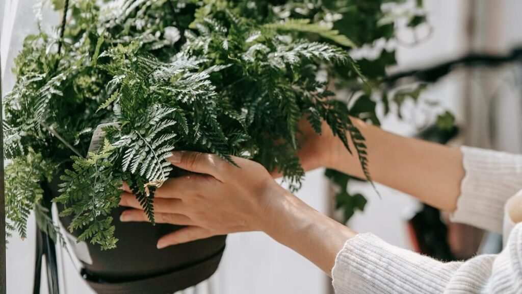 Pessoa com uma samambaia sabendo como cuidar de samambaia