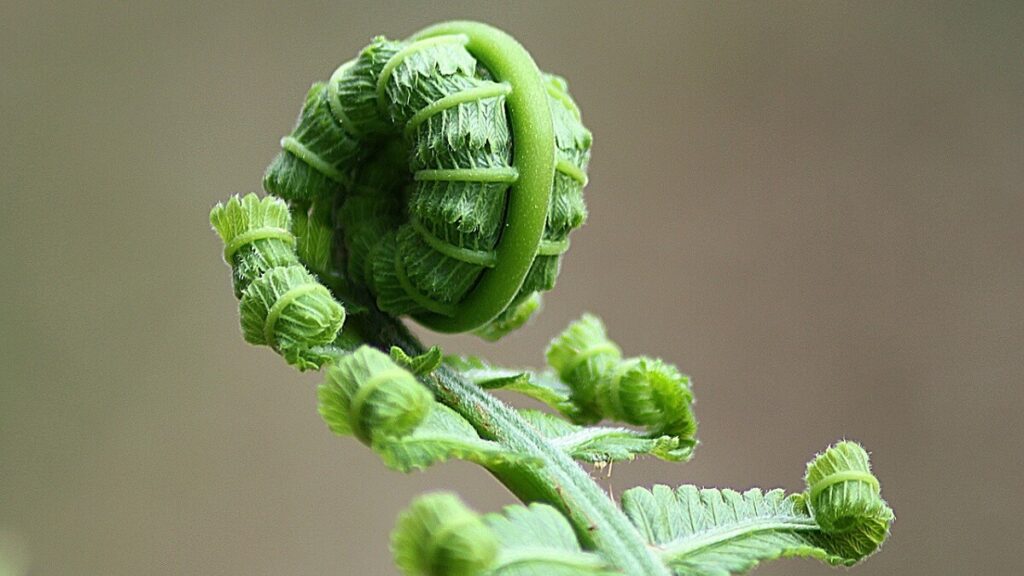 Folha de samambaia brotando