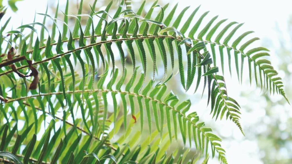 Imagem de algumas folhas de samambaia com fundo desfocado e claro