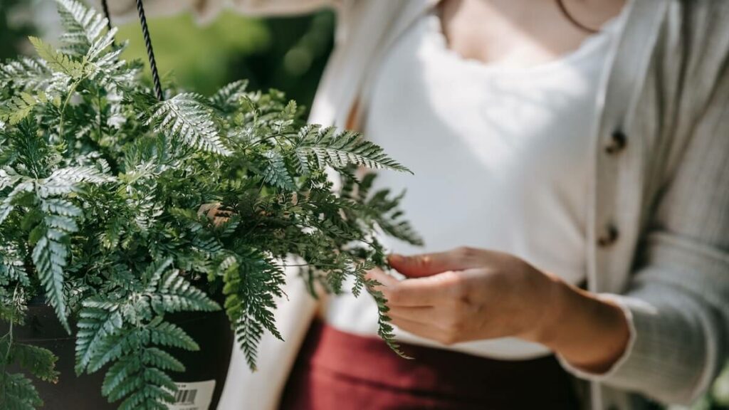 Como cuidar de samambaia, com iluminação correta