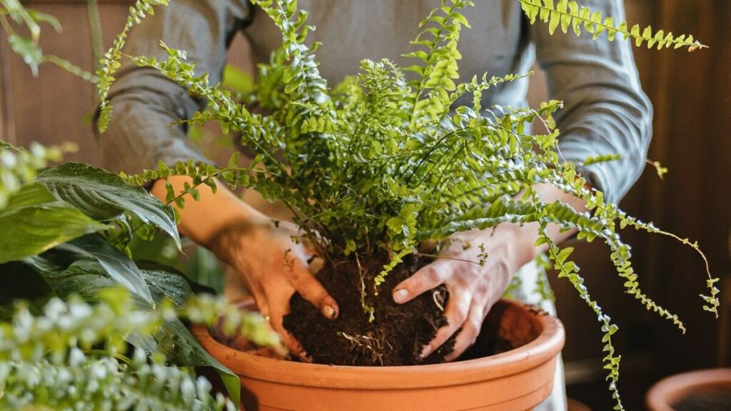Como cuidar de samambaia em vaso