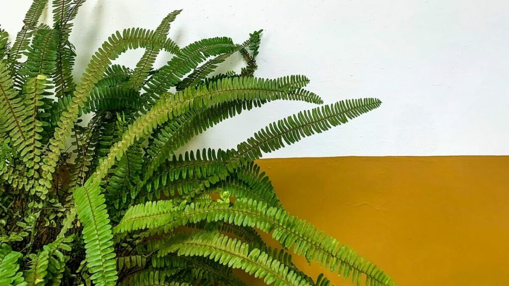 Como cuidar de samambaia. Imagem de uma planta em frente a uma parede com cor branca e amarela