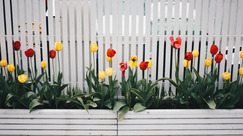 Tulipas em um jardim na cerca de uma casa