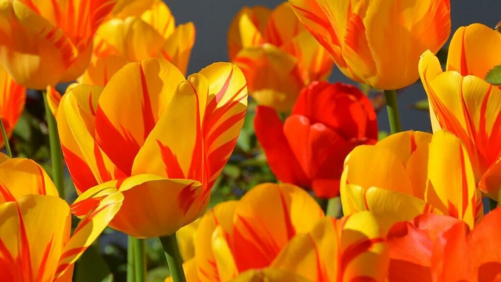 Como cuidar de tulipas, flores com cor amarela e alaranjada