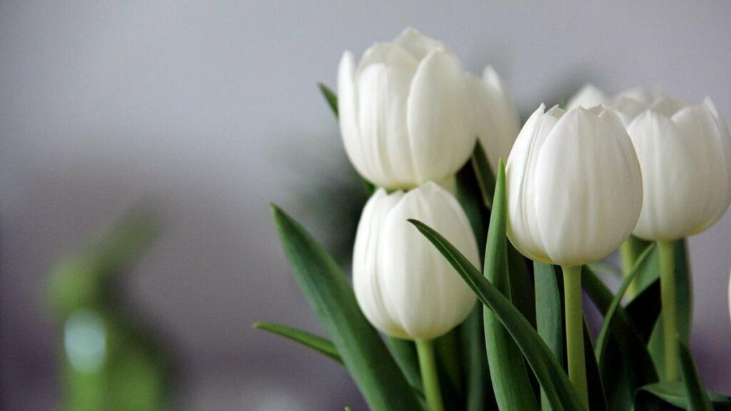 Tulipas brancas com fundo desfocado