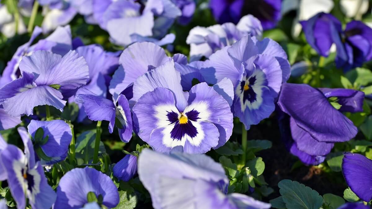 Como cuidar de violetas, veja 10 dicas de cultivo, como plantar, regar e adubar – confira fotos! 6 Violeta com tons de roxo claro e manchas de roxo escuro e branco