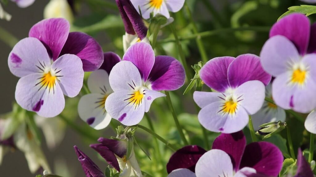 Como cuidar de violetas, veja 10 dicas de cultivo, como plantar, regar e adubar – confira fotos! 3 Violeta com diversas cores